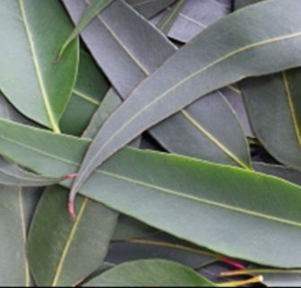 Eucalyptus Lemon Essential Oil China 3